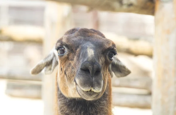 Lama in dierentuin — Stockfoto