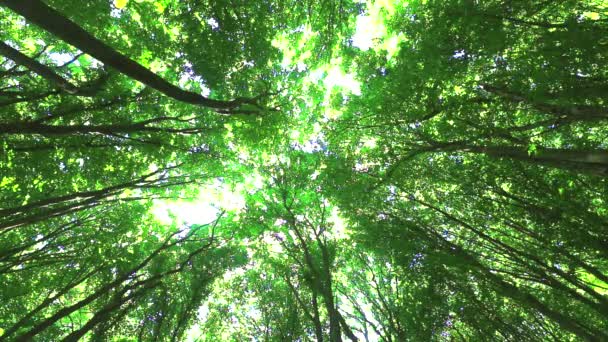 Le vent déplace les branches — Video