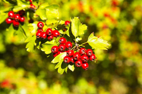 붉은 열매와 나무 — 스톡 사진