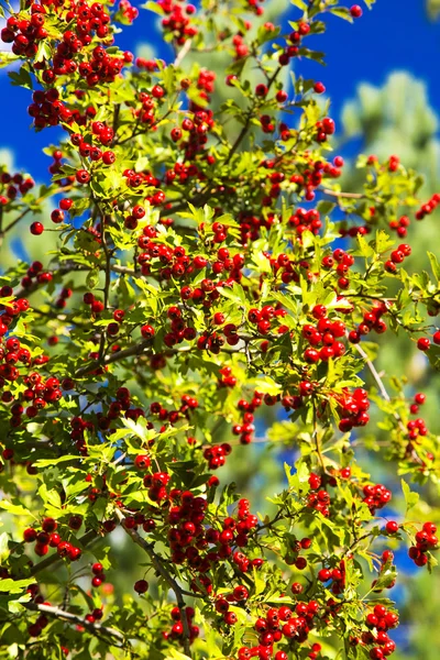 Kırmızı Çilek ağacı — Stok fotoğraf