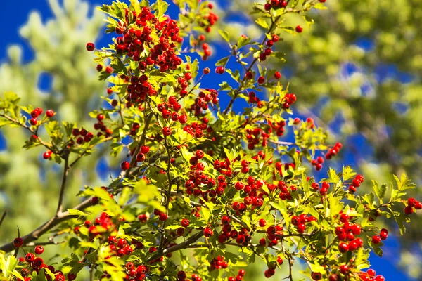 붉은 열매와 나무 — 스톡 사진