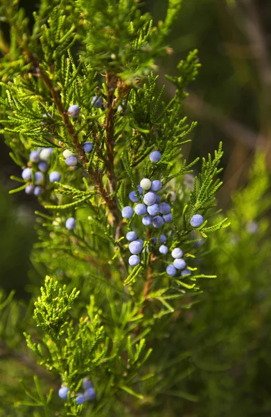 Tree with blue berries — 스톡 사진