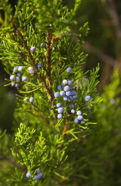 Árbol con bayas azules — Foto de Stock