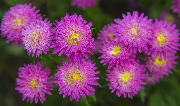 Fresh flowers — Stock Photo, Image