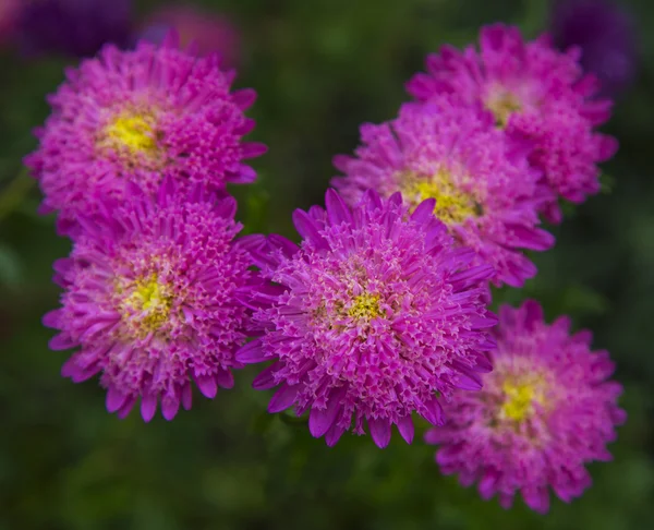 Fresh flowers — Stock Photo, Image