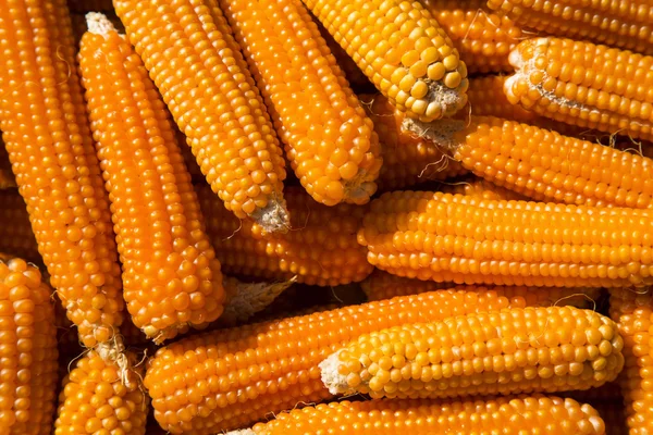 Fondo de maíz — Foto de Stock