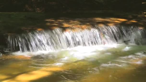Río corriendo por el bosque — Vídeos de Stock