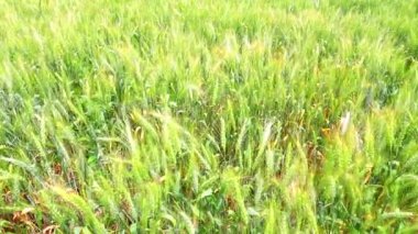 Rüzgar tarlada buğdayı hareket ettirir