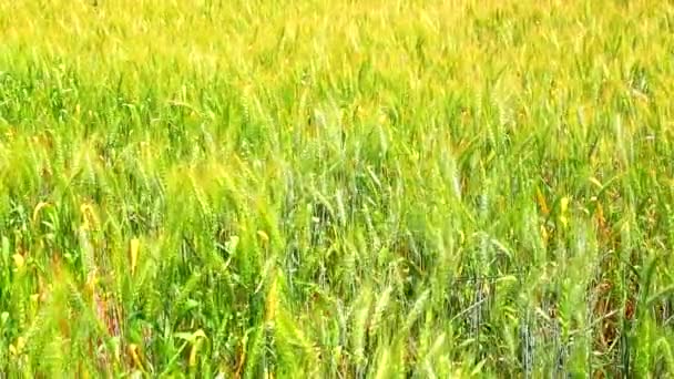 Ветер швыряет пшеницу на поле — стоковое видео