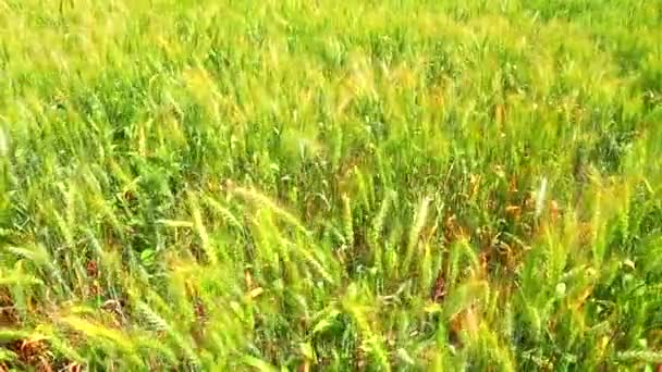 Viento mueve trigo en el campo — Vídeos de Stock