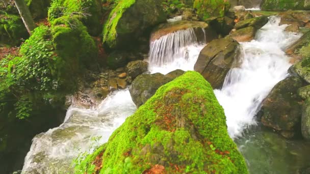 Stream running through forest — Stock Video