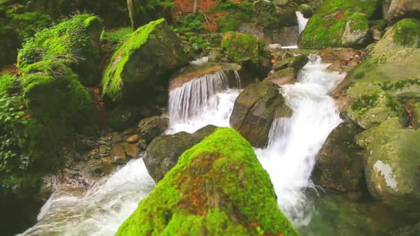 Stream uitgevoerd door bos — Stockvideo