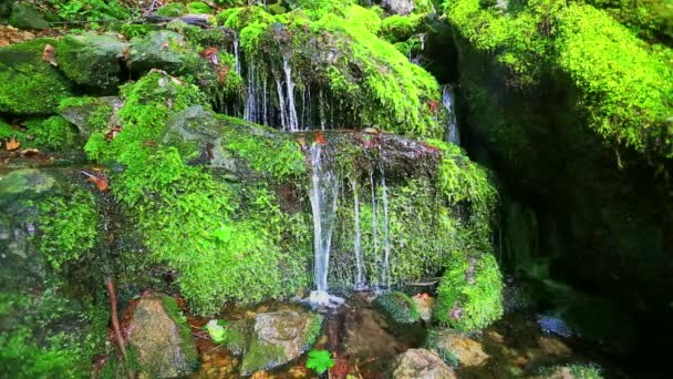 Corriente que corre a través del bosque — Vídeos de Stock