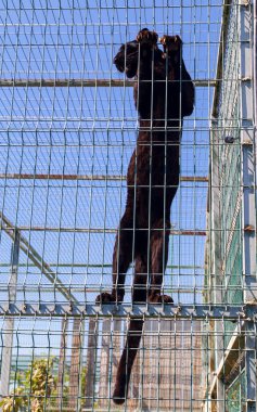 Hayvanat bahçesindeki metal kafeste siyah puma