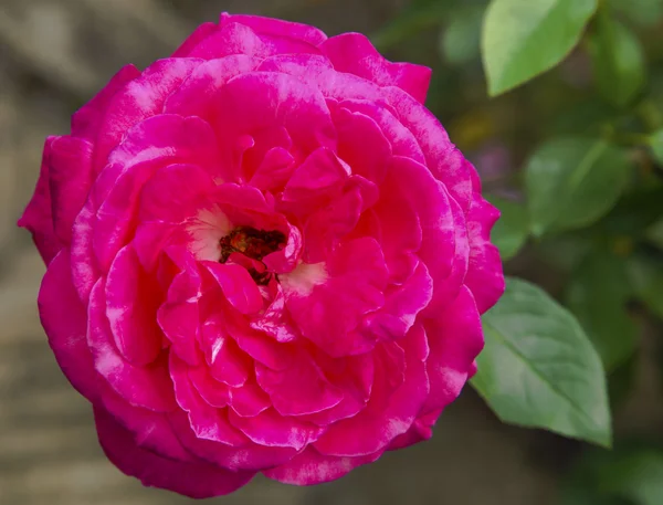 Rosa roja — Foto de Stock