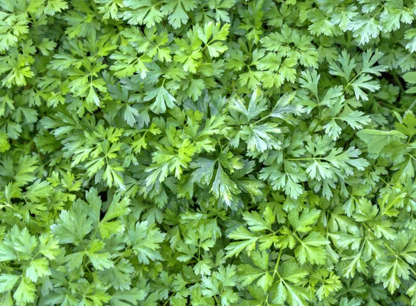 Fresh green parsley background — Stock Photo, Image