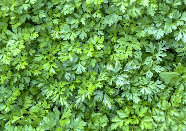 Fresh green parsley background — Stock Photo, Image