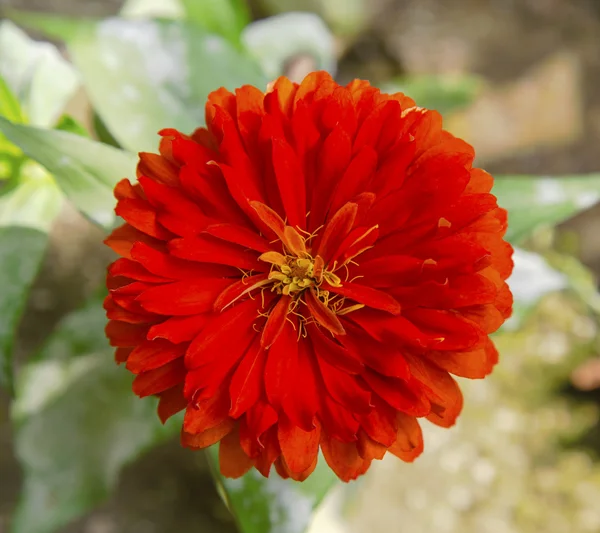 Fresh flower — Stock Photo, Image