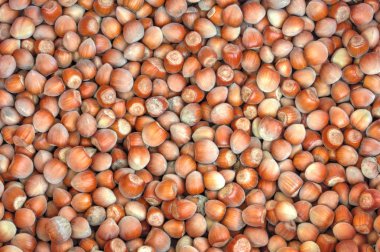 Fındık arka plan bakış