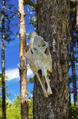 İnek kafatası ağaç üzerinde