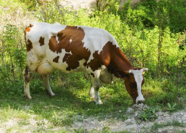 dağ çayır üzerinde inek