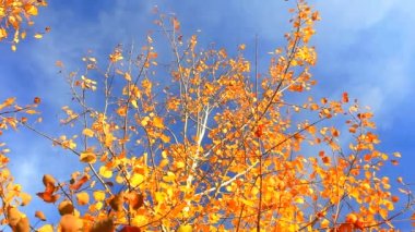 Rüzgar sarı sonbahar yaprakları taşır