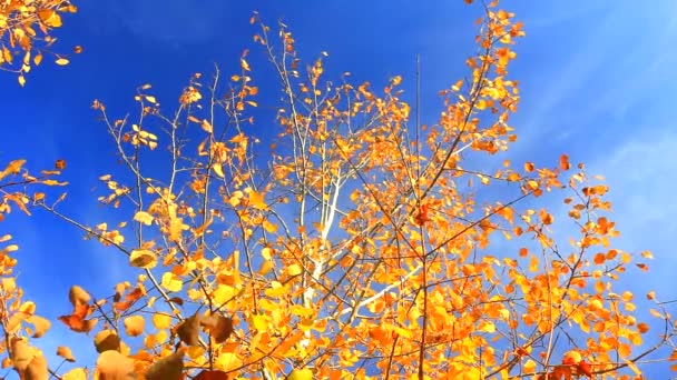 Le vent déplace les feuilles jaunes d'automne — Video