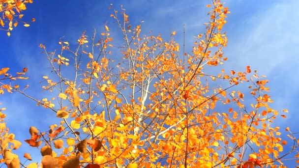 Le vent déplace les feuilles jaunes d'automne — Video