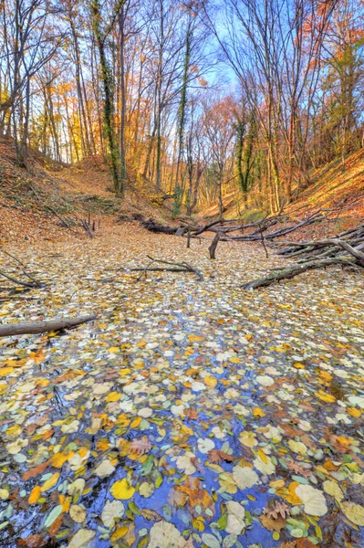 Pequeno lago coberto com folhas amarelas na floresta — Fotografia de Stock