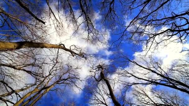 Il vento muove rami in foresta su cielo azzurro — Video Stock