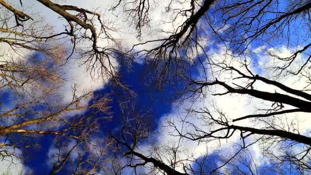 Wind beweegt takken in bos op blauwe hemel — Stockvideo