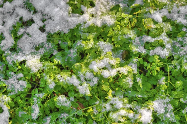 Fondo de nieve y flora verde —  Fotos de Stock