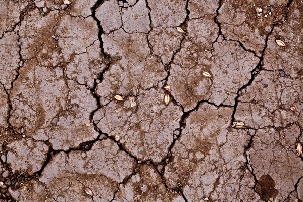Sucha gleba brązowy — Zdjęcie stockowe