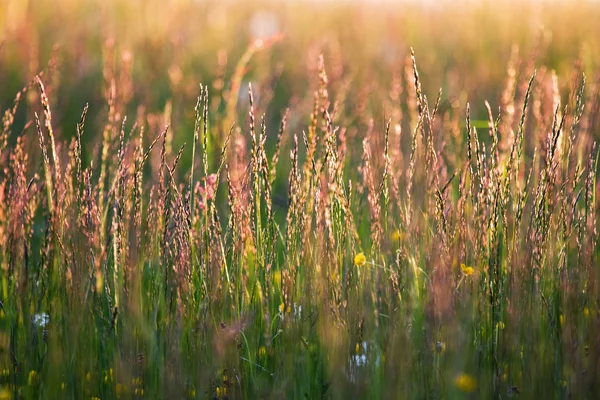 日の出時の幅員草草原 — ストック写真