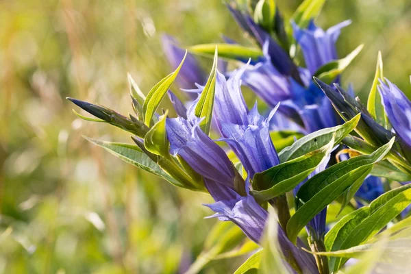 Willow gentiaan — Stockfoto