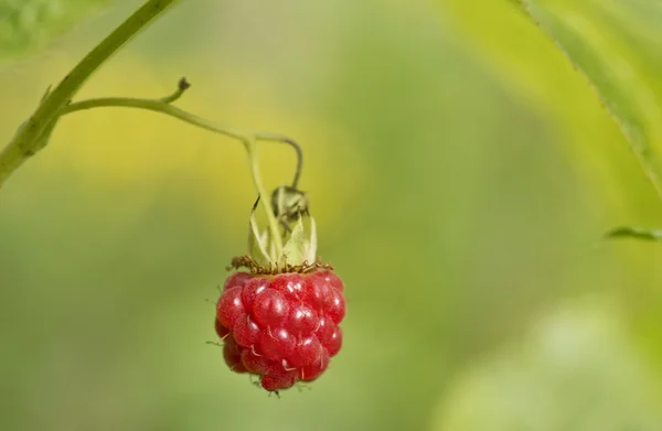 Wilde Himbeere — Stockfoto