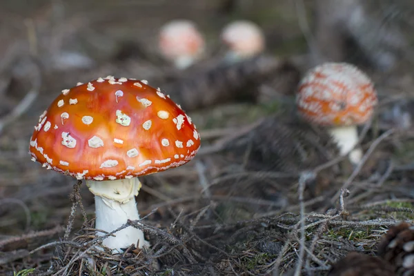 Amanita muscaria — Stockfoto