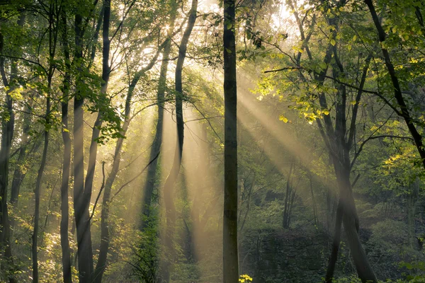 Fantastic morning — Stock Photo, Image