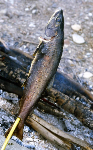 Primitive fish grill — Stock Photo, Image