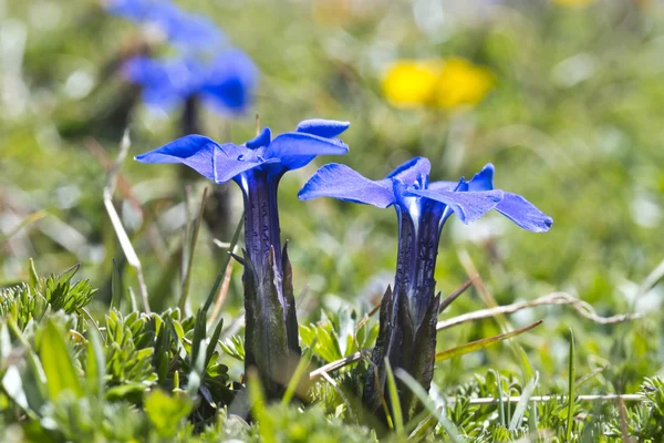 La genciana de primavera — Foto de Stock