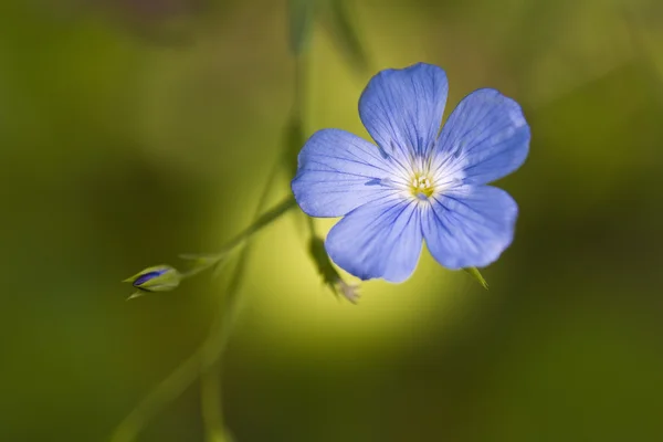 Keten çiçeği — Stok fotoğraf