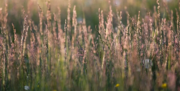 Lunga erba al tramonto — Foto Stock