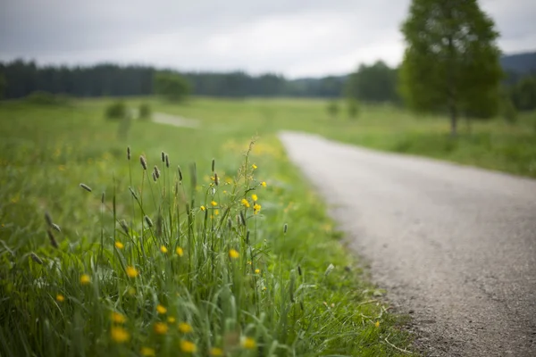 Route avec des fleurs — Photo