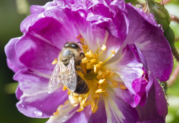 Abelha em rosa selvagem rosa — Fotografia de Stock