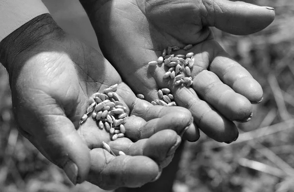 tahıl tahıl holding eller