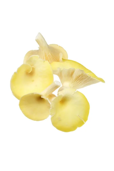 Sarı istiridye mantar