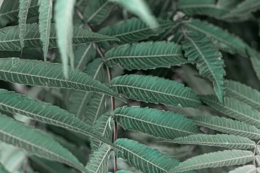 Bereketli yeşil yaprakların güzel ekolojik arkaplanı