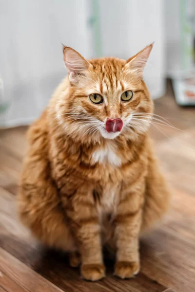 迷人的胖胖的毛茸茸的火红迷人的猫伸出舌头向外张望 舔着嘴唇 — 图库照片