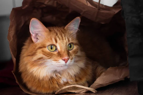 Ateşli Kırmızı Sevimli Tüylü Bir Kedi Komik Bir Şekilde Bir — Stok fotoğraf