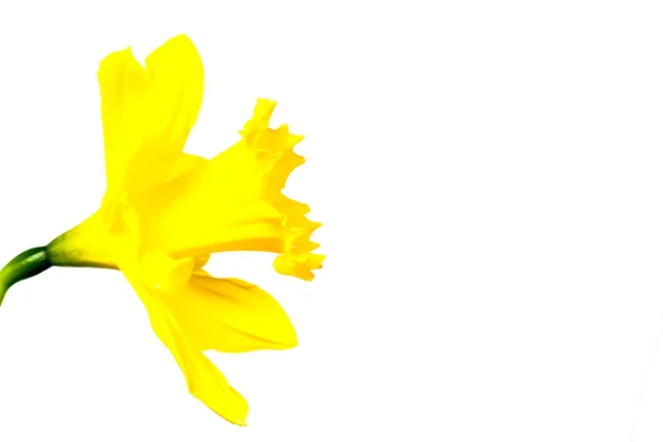 Daffodils isolated on White — Stock Photo, Image